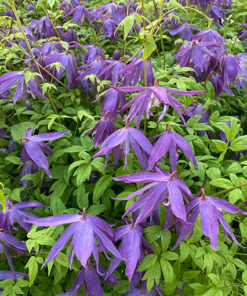 Alternative view of Clematis 'Maidwell Hall' poj, p9/C1