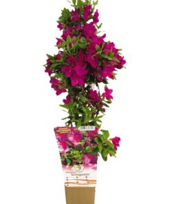 Rododendron (Azalia) 'Koningstein' poj, 2L - obrazek 5