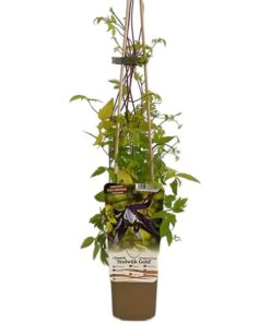 Clematis Stolwijk Gold poj, 4L - obrazek 3