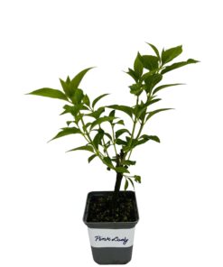Hortensja bukietowa 'Pink Lady' P9/C1 - obrazek 4