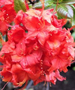 Alternative view of Rododendron (Mollis Azalia) „Doloroso” P9/C1