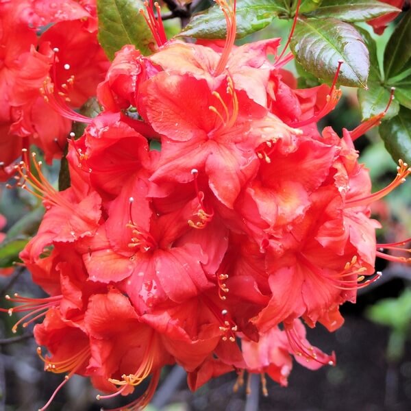 Rododendron (Mollis Azalia) „Doloroso” poj, 2L - obrazek 2