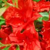 Rododendron (Mollis Azalia) „Doloroso” poj, 2L
