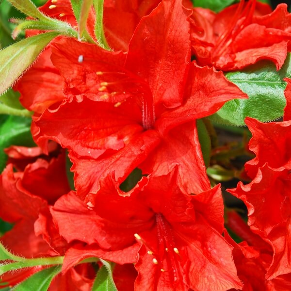 Rododendron (Mollis Azalia) „Doloroso” poj, 2L