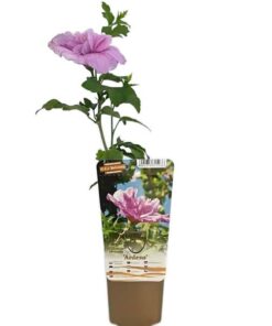 Ketmia syryjska (Hibiskus) Ardens poj, 2L - obrazek 5