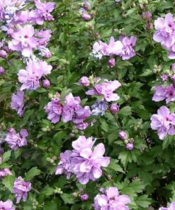 Ketmia syryjska (Hibiskus) Ardens poj, 2L - obrazek 3