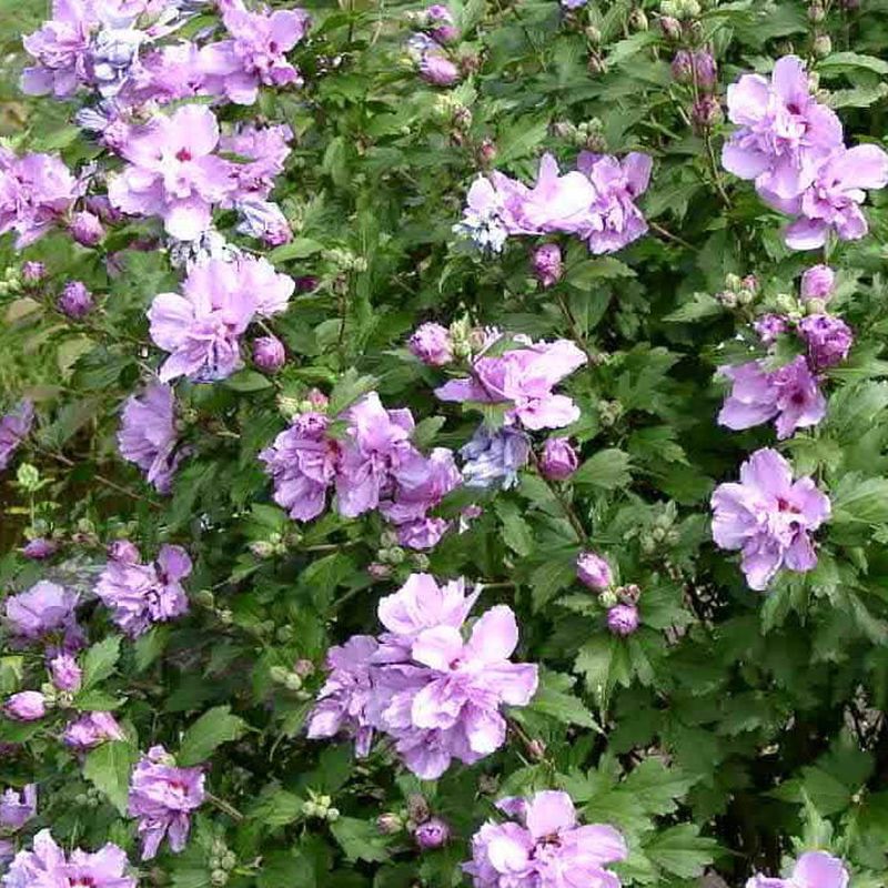Ketmia syryjska (Hibiskus) Ardens poj, 2L - obrazek 3