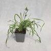 Dmuszek jajowaty Bunny Tails poj. P9/C1