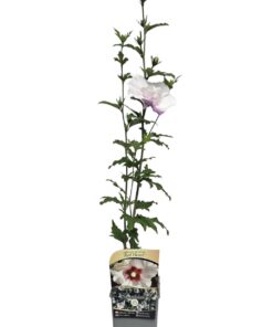 Ketmia syryjska (Hibiskus) 'Red Heart' poj, 2l - obrazek 6