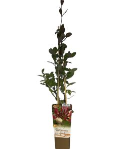 Wiciokrzew Pomorski 'Nowa Serotina' poj, 2L - obrazek 5
