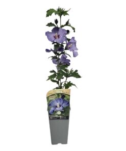 Ketmia syryjska (Hibiskus) 'Oiseau Bleu' syn, 'Blue Bird' poj, 2l - obrazek 5