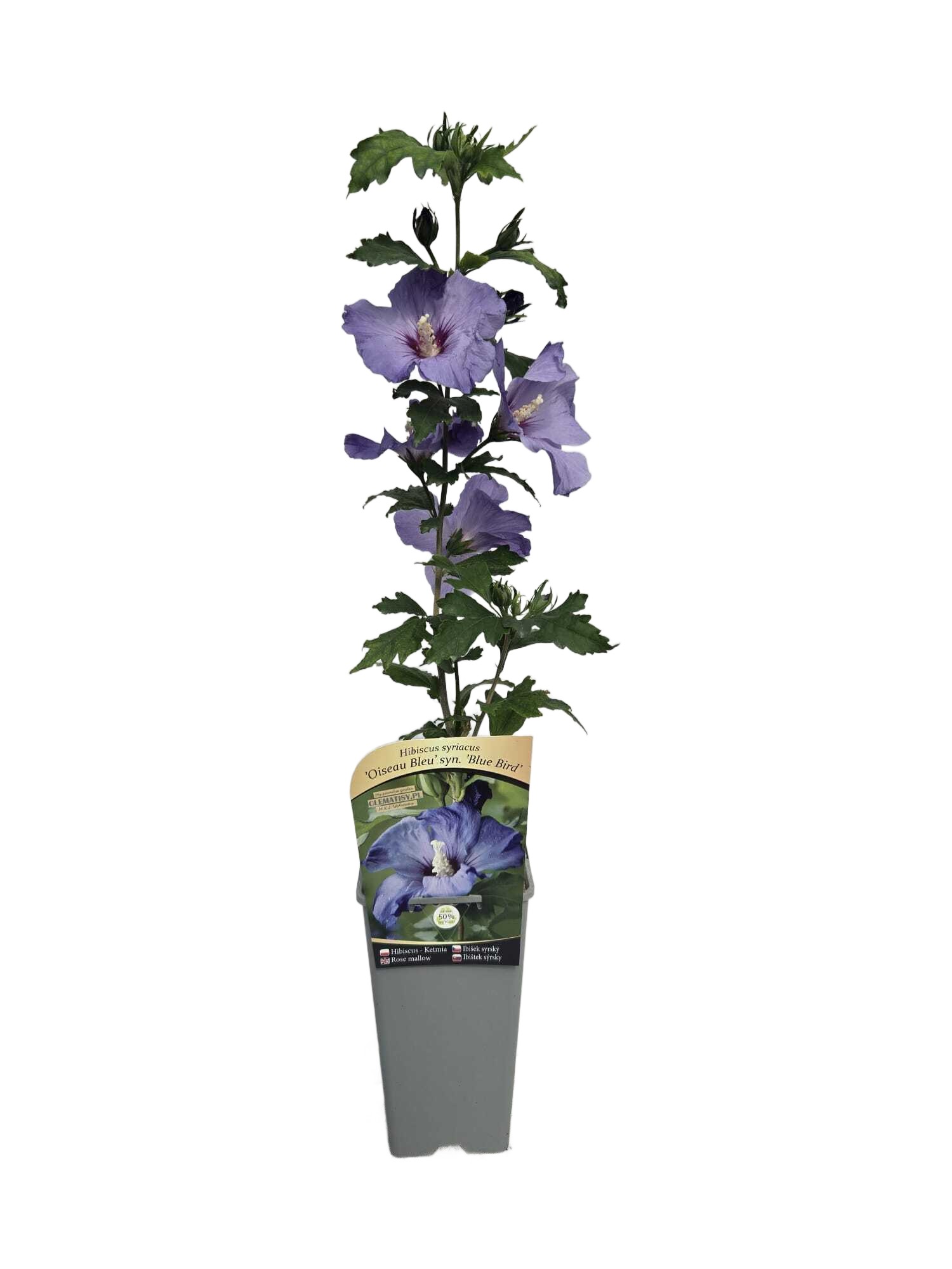 Ketmia syryjska (Hibiskus) 'Oiseau Bleu' syn, 'Blue Bird' poj, 2l - obrazek 5