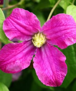 Clematis Czerwony Bylinowy P9/C1