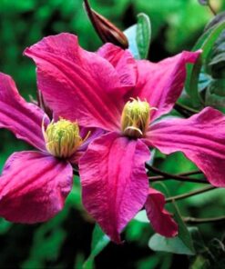 Alternative view of Clematis Czerwony Bylinowy P9/C1