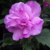 Ketmia syryjska (Hibiskus) Ardens poj, 2L