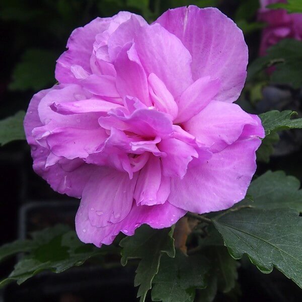Ketmia syryjska (Hibiskus) Ardens poj, 2L