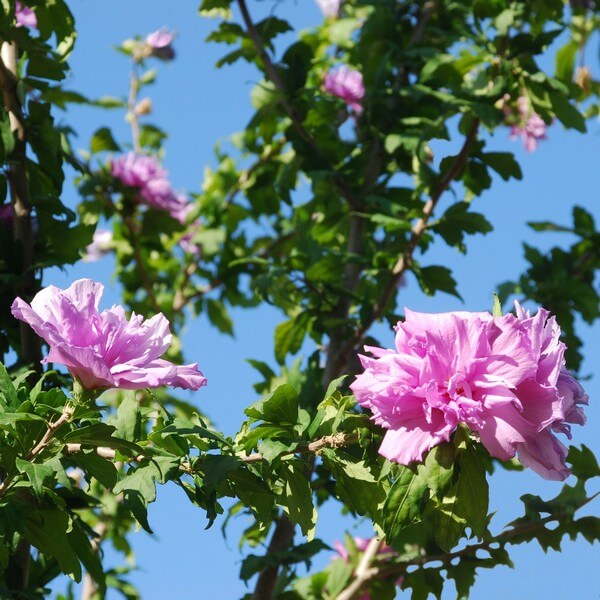 Ketmia syryjska (Hibiskus) Ardens P9/C1 - obrazek 2