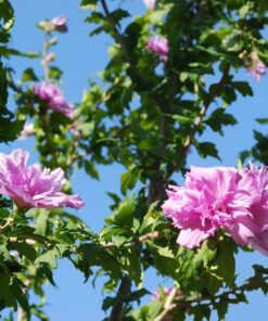 Alternative view of Ketmia syryjska (Hibiskus) Ardens poj, 2L