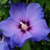 Ketmia syryjska (Hibiskus) 'Oiseau Bleu' syn, 'Blue Bird' poj, 2l