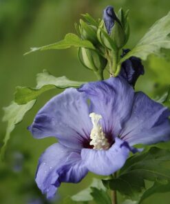 Alternative view of Ketmia syryjska (Hibiskus) 'Oiseau Bleu' syn, 'Blue Bird' poj, 2l