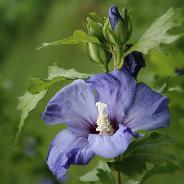 Ketmia syryjska (Hibiskus) 'Oiseau Bleu' syn, 'Blue Bird' poj, 2l - obrazek 2