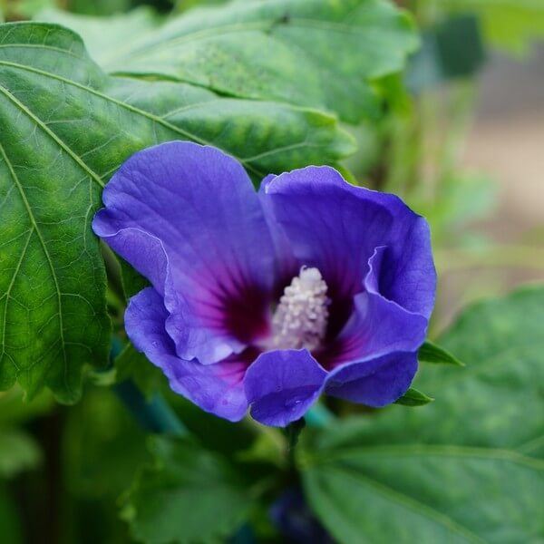 Ketmia syryjska (Hibiskus) 'Oiseau Bleu' syn, 'Blue Bird' poj, 2l - obrazek 3