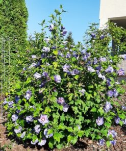 Ketmia syryjska (Hibiskus) 'Oiseau Bleu' syn, 'Blue Bird' poj, 2l - obrazek 4