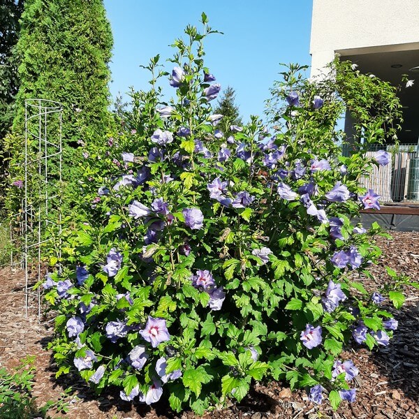 Ketmia syryjska (Hibiskus) 'Oiseau Bleu' syn, 'Blue Bird' poj, 2l - obrazek 4