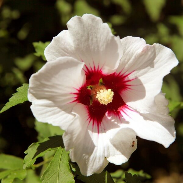 Ketmia syryjska (Hibiskus) 'Red Heart' poj, 2l - obrazek 2