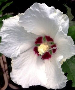Ketmia syryjska (Hibiskus) 'Red Heart' poj, 2l