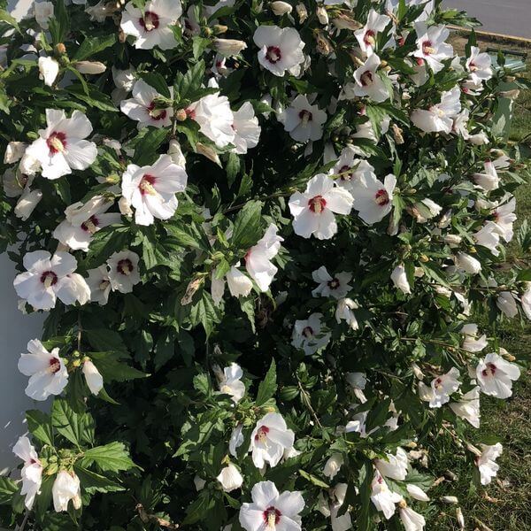 Ketmia syryjska (Hibiskus) 'Red Heart' P9/C1 - obrazek 3
