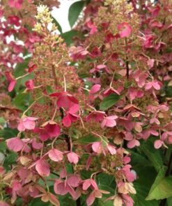 Hortensja bukietowa 'Pink Diamond' P9/C1