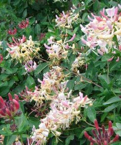 Alternative view of Wiciokrzew Pomorski 'Nowa Serotina' poj, 2L