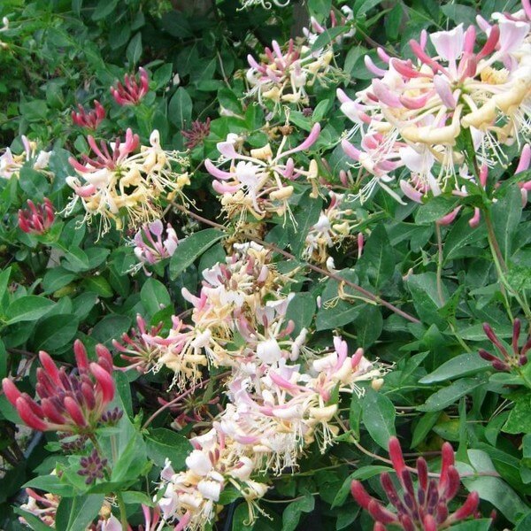 Wiciokrzew Pomorski 'Nowa Serotina' P9/C1 - obrazek 2