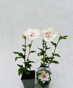 Ketmia syryjska (Hibiskus) 'Red Heart' P9/C1 - obrazek 5
