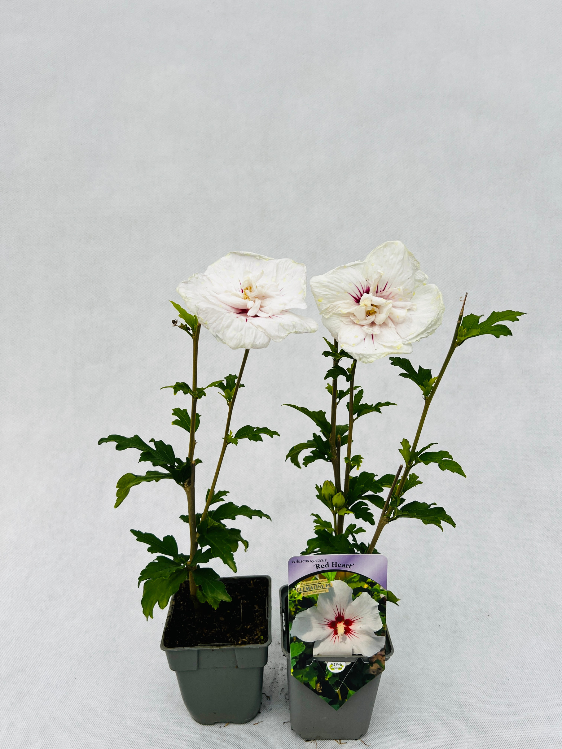 Ketmia syryjska (Hibiskus) 'Red Heart' P9/C1 - obrazek 5