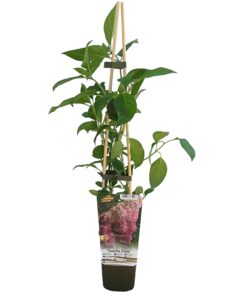 Hortensja bukietowa Vanille Frise w P9/C1 - obrazek 4
