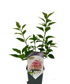Alternative view of Hortensja bukietowa 'Pink Diamond' P9/C1
