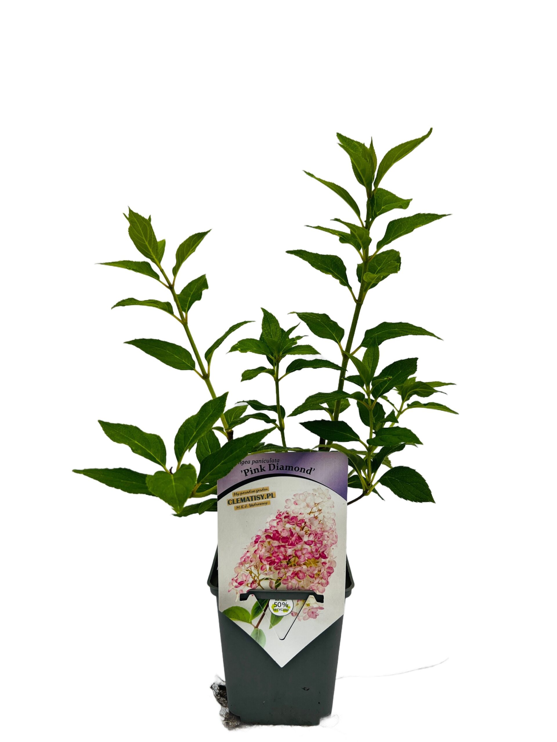Hortensja bukietowa 'Pink Diamond' P9/C1 - obrazek 2