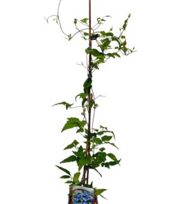 Clematis Stefan Franczak poj. P9/C1 L - obrazek 5