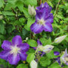 Clematis Stefan Franczak poj, 2 L