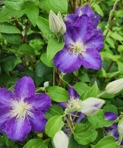 Clematis Stefan Franczak poj, 2 L