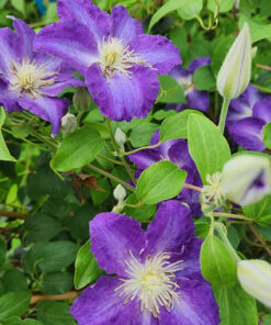 Clematis Stefan Franczak poj, 2 L - obrazek 4
