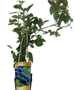 Borówka Amerykańska Patriot w poj, 2L - obrazek 4