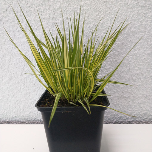 Trzęślica modra variegata P9/C1