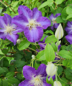Clematis Stefan Franczak poj, 2 L - obrazek 3