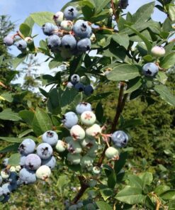 Borówka Amerykańska Bluecrop poj. 2L - obrazek 3