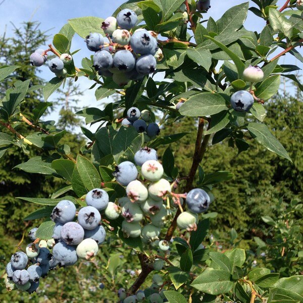 Borówka Amerykańska Bluecrop poj. 2L - obrazek 3