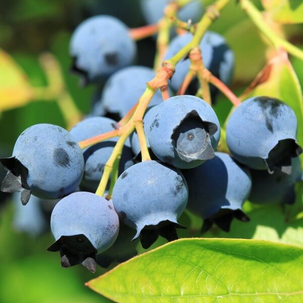 Borówka Amerykańska Bluejay poj. 2L
