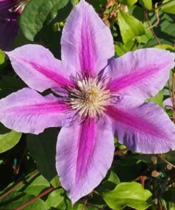 Clematis Dr, Ruppel (wielkokwiatowy) poj, 4L
